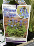 CORYDALIS BLUE LINE PGA 14CM