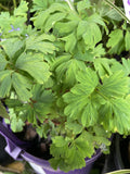CORYDALIS BLUE LINE PGA 14CM
