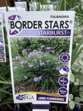 TULBAGHIA STARBURST 14CM PGA 