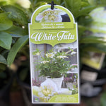 HELLEBORUS TUTU WHITE 18CM PGA 