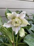 HELLEBORUS TUTU WHITE 18CM PGA 