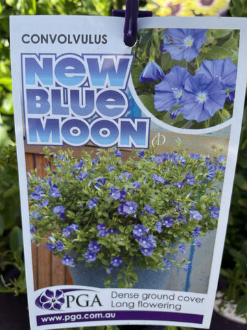 CONVOLVULUS NEW BLUE MOON 14CM PGA
