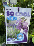 SALVIA SO COOL PURPLE 14CM PGA