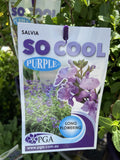 SALVIA SO COOL PURPLE 14CM PGA