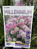 ALLIUM MILLENIUM 14CM PGA