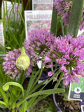 ALLIUM MILLENIUM 14CM PGA