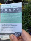 DREAMERIA DAYDREAM 14CM PGA