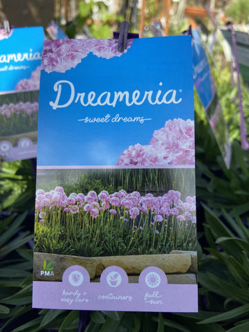 DREAMERIA SWEET DREAMS 14CM PGA