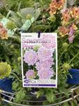 SCABIOSA SAMANTHAS PINK 14CM PGA