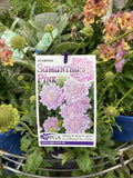 SCABIOSA SAMANTHAS PINK 14CM PGA