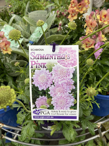 SCABIOSA SAMANTHAS PINK 14CM PGA