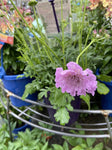 SCABIOSA SAMANTHAS PINK 14CM PGA