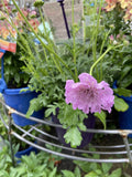 SCABIOSA SAMANTHAS PINK 14CM PGA