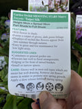 TRICYRTIS MAUVE SHOOTING STARS GARDEN ORCHID 14CM PGA 