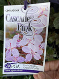 CENTRADENIA CASCADE PINK 14CM PGA