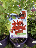 SALVIA HEATWAVE INFERNO 14CM PGA