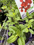 SALVIA HEATWAVE INFERNO 14CM PGA