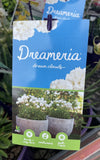 DREAMERIA DREAM CLOUDS 14CM PGA