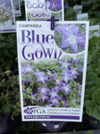 CAMPANULA BLUE GOWN 14CM PGA