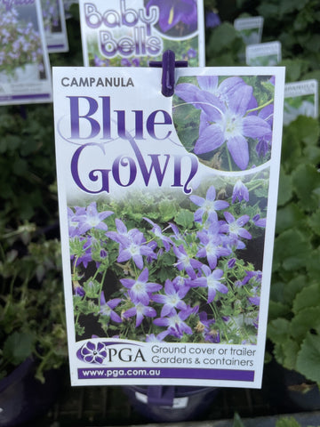 CAMPANULA BLUE GOWN 14CM PGA