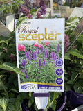AGASTACHE ROYAL SCEPTER 14CM PGA