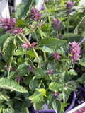 AGASTACHE ROYAL SCEPTER 14CM PGA