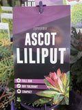 EUPHORBIA ASCOT LILIPUT 14CM PGA