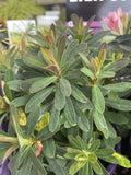 EUPHORBIA ASCOT LILIPUT 14CM PGA