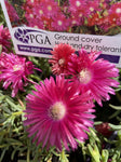 LAMPRANTHUS RASPBERRY EXPLOSION 14CM PGA