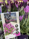 LAVINNOVA LAVENDER RAZZLEBERRY RUFFLES 14CM PGA 