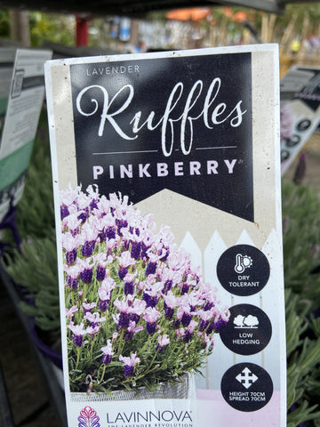 LAVINNOVA LAVENDER PINKBERRY RUFFLES 14CM PGA 