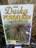 CAREX DUSKY FOUNTAIN 14CM PGA
