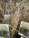 CAREX DUSKY FOUNTAIN 14CM PGA