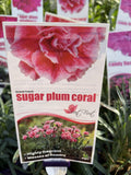 DIANTHUS SUGAR PLUM CORAL 14CM PGA