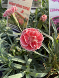 DIANTHUS SUGAR PLUM CORAL 14CM PGA