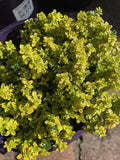 THYMUS ARCHER'S GOLD 14CM PGA