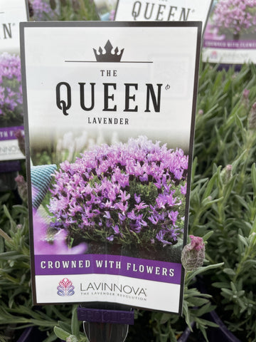 LAVINNOVA LAVENDER THE QUEEN LAVENDER 14CM PGA 