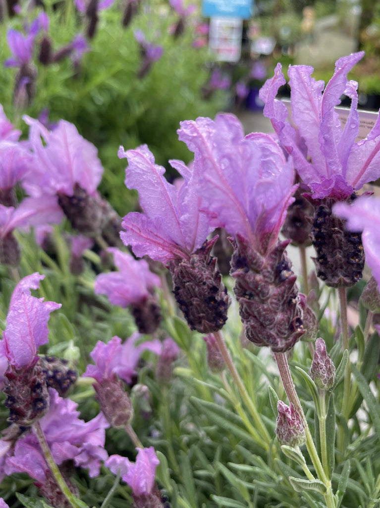 lavender queen plant LAVINNOVA LAVENDER THE QUEEN LAVENDER 14CM PGA – Poyntons Nursery