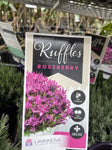 LAVINNOVA LAVENDER ROSEBERRY RUFFLES 14CM PGA 