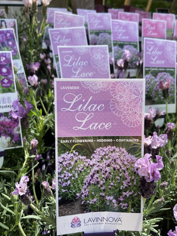 LAVINNOVA LAVENDER LILAC LACE 14CM PGA 