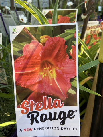 HEMEROCALLIS STELLA ROUGE 14CM PGA