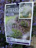 NEPETA PURRSIAN BLUE 14CM PGA 