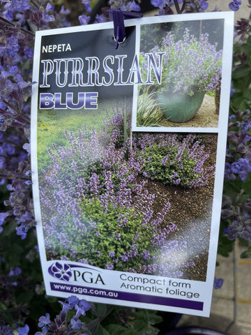NEPETA PURRSIAN BLUE 14CM PGA 