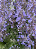 NEPETA PURRSIAN BLUE 14CM PGA 