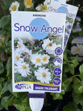 ANEMONE SNOW ANGEL 14CM PGA 