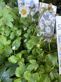ANEMONE SNOW ANGEL 14CM PGA 