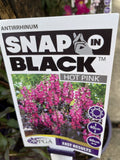 ANTIRRHINUM HOT PINK SNAP IN BLACK 14CM PGA