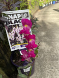 ANTIRRHINUM HOT PINK SNAP IN BLACK 14CM PGA