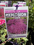 LAMPRANTHUS PURPLE EXPLOSION 14CM PGA