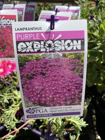 LAMPRANTHUS PURPLE EXPLOSION 14CM PGA